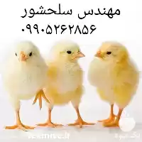 قیمت خرید جوجه یکروزه گوشتی در مشهد در گروه مرغ و خروس و بوقلمون و اردک قو قاز در یکمیوه