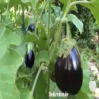 فروش عرضه بذر بادمجان لامپی میروال در گروه خرید و فروش بذر بادمجان در یکمیوه