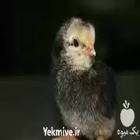 فروش عرضه کننده جوجه مرغ گلپایگانی در قم در گروه مرغ و خروس و بوقلمون و اردک قو قاز در یکمیوه