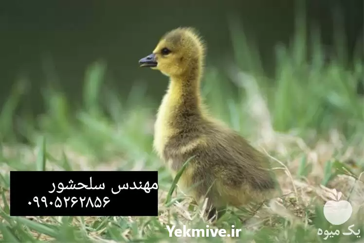 فروش جوجه غاز محلی در زاهدان در گروه مرغ و خروس و بوقلمون و اردک قو قاز در یکمیوه -عکس1