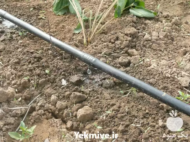 فروش انواع لوله دریپردار در ارومیه در گروه خرید و فروش دستگاه آبیاری در یکمیوه -عکس1