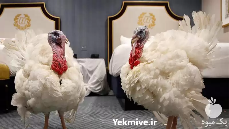 فروش قیمت بوقلمون مولد و یک در تهران در گروه مرغ و خروس و بوقلمون و اردک قو قاز در یکمیوه -عکس1