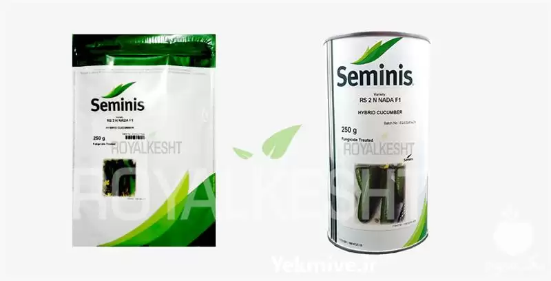 قیمت خرید رویال سیمینس بذر خیار در گروه خرید و فروش بذر خیار در یکمیوه -عکس1
