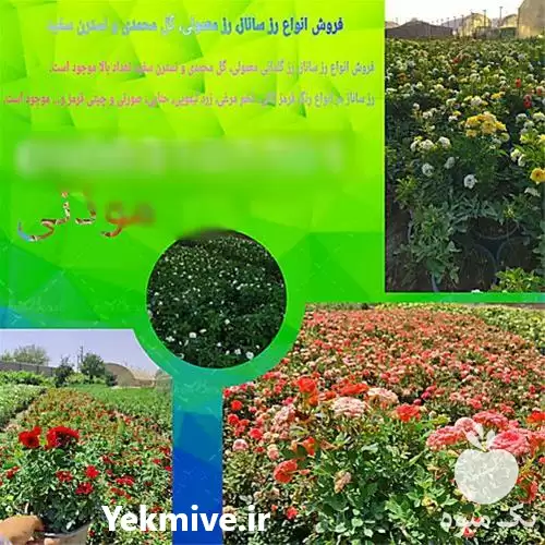 قیمت خرید انواع گل رز ساناز در تهران در گروه خرید و فروش گیاهان زینتی در یکمیوه -عکس1