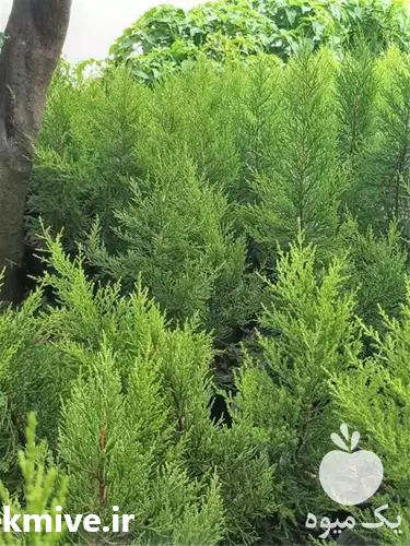 قیمت خرید گل و گیاه بیرونی در ساری در گروه خرید و فروش گیاهان زینتی در یکمیوه -عکس1