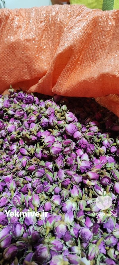 غنچه گل محمدی در شیراز در گروه خرید و فروش گیاهان دارویی در یکمیوه -عکس2