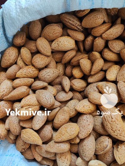 غنچه گل محمدی در شیراز در گروه خرید و فروش گیاهان دارویی در یکمیوه -عکس3