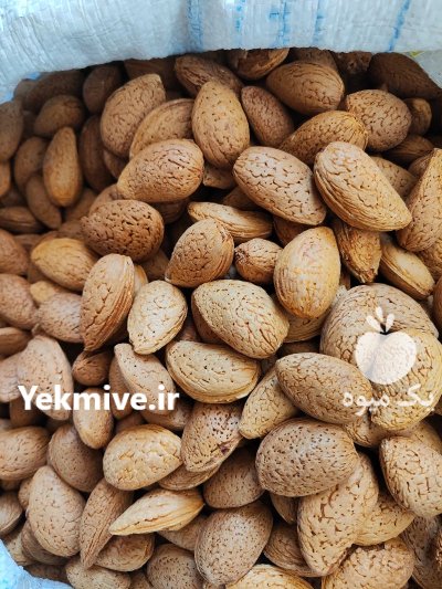 غنچه گل محمدی در شیراز در گروه خرید و فروش گیاهان دارویی در یکمیوه -عکس4