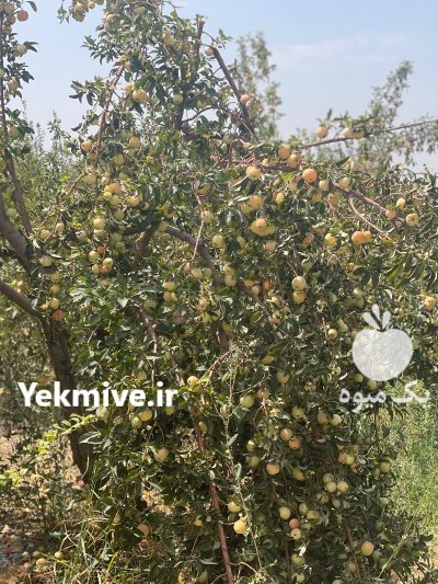 اجاره میوه باغ سیب گلاب در شیراز در گروه اجاره باغ میوه در یکمیوه -عکس1