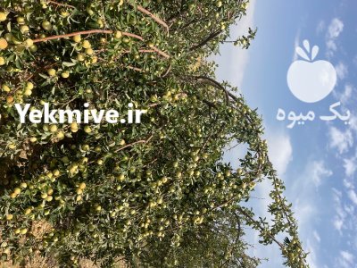 اجاره میوه باغ سیب گلاب در شیراز در گروه اجاره باغ میوه در یکمیوه -عکس2