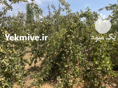 اجاره میوه باغ سیب گلاب در شیراز در گروه اجاره باغ میوه در یکمیوه -عکس3