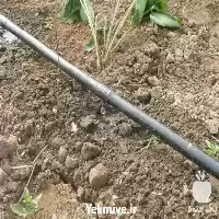 فروش انواع لوله دریپردار در ارومیه در گروه خرید و فروش دستگاه آبیاری در یکمیوه