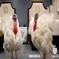 فروش قیمت بوقلمون مولد و یک در تهران در گروه مرغ و خروس و بوقلمون و اردک قو قاز در یکمیوه