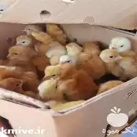 قیمت خرید جوجه مرغ محلی در مشهد در گروه مرغ و خروس و بوقلمون و اردک قو قاز در یکمیوه