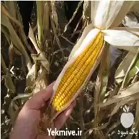 فروش بذر سینگل کراس در ارومیه در گروه خرید و فروش انواع بذر در یکمیوه