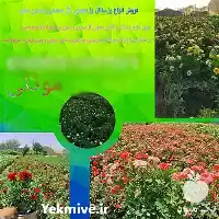 قیمت خرید انواع گل رز ساناز در تهران در گروه خرید و فروش گیاهان زینتی در یکمیوه