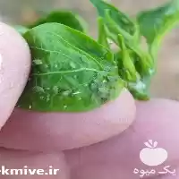 خدمات باغبانی و فضای سبز در شیراز در گروه خدمات باغبانی در یکمیوه