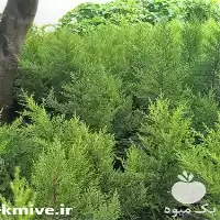 قیمت خرید گل و گیاه بیرونی در ساری در گروه خرید و فروش گیاهان زینتی در یکمیوه