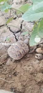 آگهی مشابه لاکپشت مهمیزدار در پارس آباد در گروه حیوانات خانگی در یکمیوه