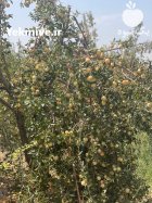 اجاره میوه باغ سیب گلاب در شیراز در گروه اجاره باغ میوه در یکمیوه