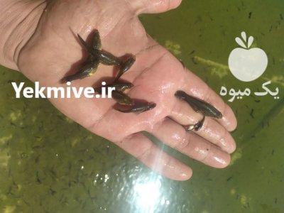 ماهی گوپی بلو مسکو در مشهد در گروه خرید و فروش انواع ماهی در یکمیوه -عکس1