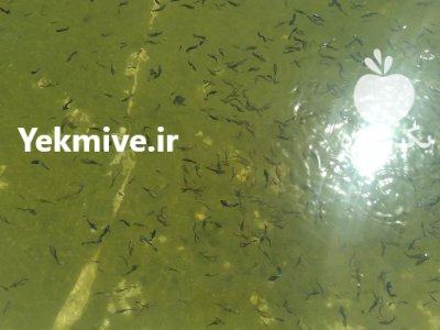 ماهی گوپی بلو مسکو در مشهد در گروه خرید و فروش انواع ماهی در یکمیوه -عکس2