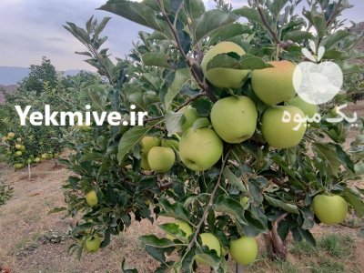 فروش سیب درجه یک سفید در سیردان در گروه خرید و فروش سیب در یکمیوه -عکس1