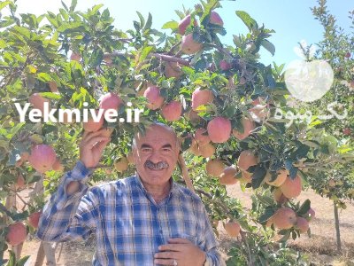 فروش سیب درجه یک سفید در سیردان در گروه خرید و فروش سیب در یکمیوه -عکس2