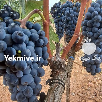 ارقام خاص و کلکسیونی انگور در میاندوآب در گروه خرید و فروش انگور در یکمیوه -عکس1