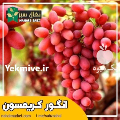 ارقام خاص و کلکسیونی انگور در میاندوآب در گروه خرید و فروش انگور در یکمیوه -عکس2