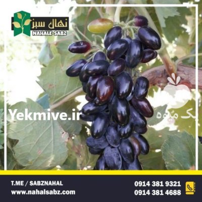 ارقام خاص و کلکسیونی انگور در میاندوآب در گروه خرید و فروش انگور در یکمیوه -عکس3