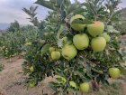 فروش سیب درجه یک سفید در سیردان در گروه خرید و فروش سیب در یکمیوه