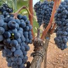 ارقام خاص و کلکسیونی انگور در میاندوآب در گروه خرید و فروش انگور در یکمیوه