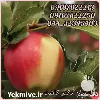 فروش عمده نهال سیب دو رنگ در تهران در گروه خرید و فروش نهال میوه در یکمیوه