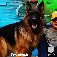 خرید سگ ژرمن شپرد شولاین سگ در کرج در گروه سگ و گربه در یکمیوه