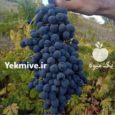 فروش انگور سیاه در سردشت در گروه خرید و فروش انگور در یکمیوه -عکس1