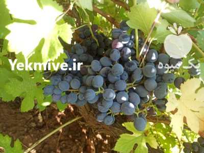 فروش انگور سیاه در سردشت در گروه خرید و فروش انگور در یکمیوه -عکس2