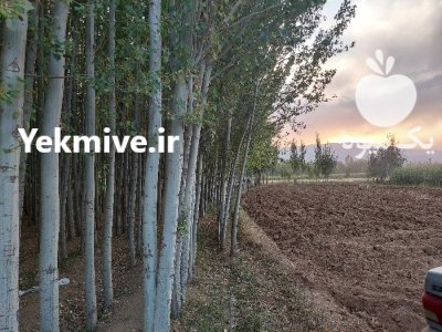 نهال کبوده در انواع سایزها بن در گروه خرید و فروش نهال در یکمیوه -عکس2