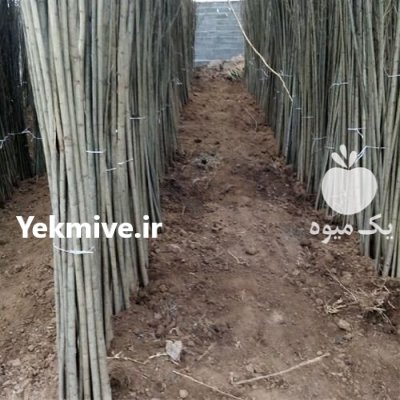 نهال کبوده در انواع سایزها بن در گروه خرید و فروش نهال در یکمیوه -عکس1
