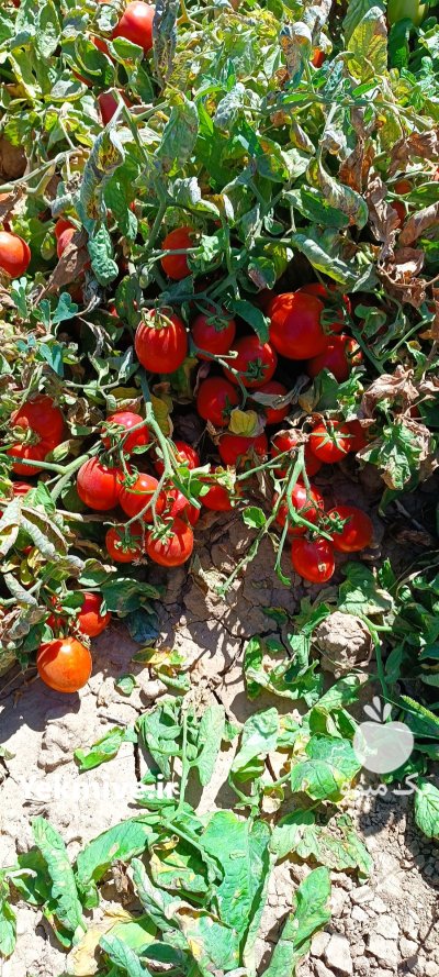 گوجه بریویو خوش خوراک خوشمزه ریز در تاکستان در گروه خرید و فروش گوجه فرنگی در یکمیوه -عکس1