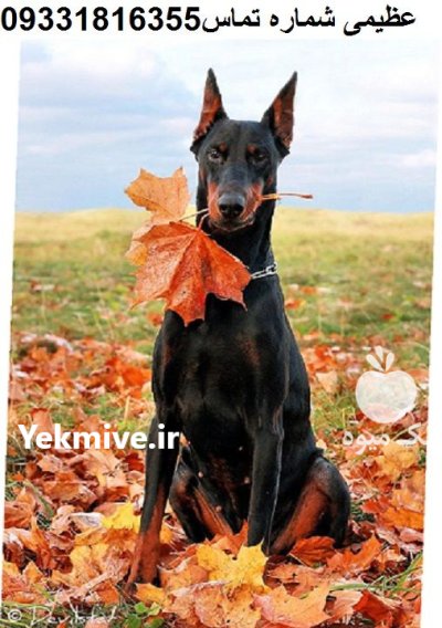 سگ دوبرمن دوبرمن پنچر سگ در کرج در گروه سگ و گربه در یکمیوه -عکس1