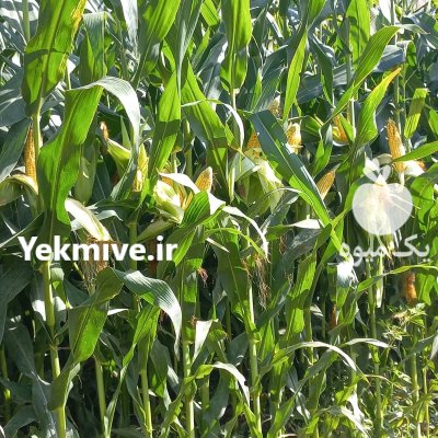 ذرت علوفه اي در شیراز در گروه خوراک دام و طیور در یکمیوه -عکس1