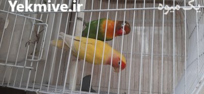طوطی برزیلی در کرج در گروه خرید و فروش انواع پرنده در یکمیوه -عکس1