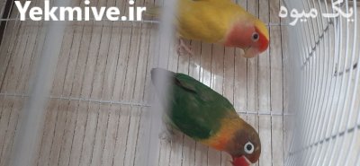 طوطی برزیلی در کرج در گروه خرید و فروش انواع پرنده در یکمیوه -عکس2