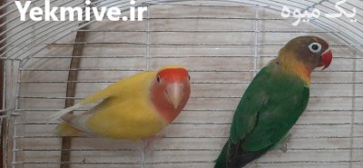 طوطی برزیلی در کرج در گروه خرید و فروش انواع پرنده در یکمیوه -عکس3