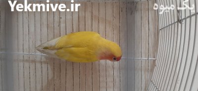 طوطی برزیلی در کرج در گروه خرید و فروش انواع پرنده در یکمیوه -عکس4