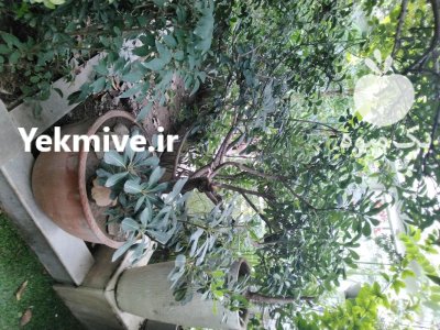 بونسای درختچه ماده میخک هندی زرد در تهران در گروه خرید و فروش گیاهان زینتی در یکمیوه -عکس1