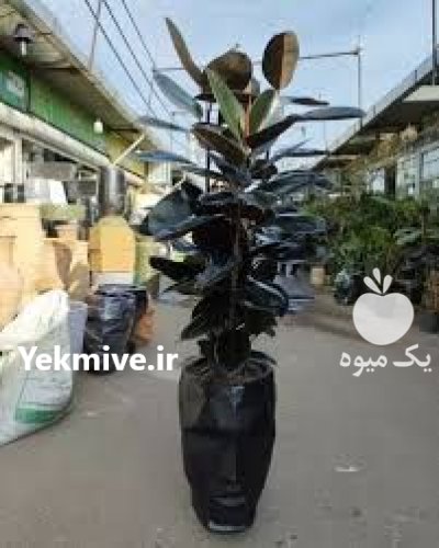 درخت فیکوس سوپر بلک در تهران در گروه خرید و فروش گیاهان زینتی در یکمیوه -عکس1