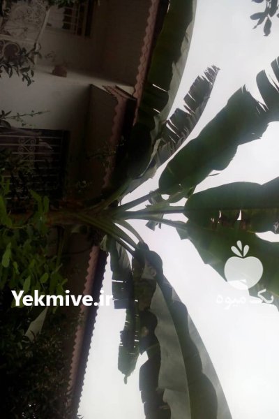 درخت موز غول پیکر آمازون در گروه خرید و فروش نهال درخت در یکمیوه -عکس1