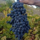 فروش انگور سیاه در سردشت در گروه خرید و فروش انگور در یکمیوه